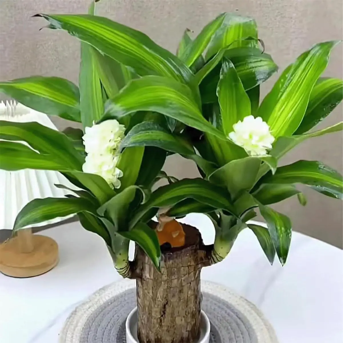 100 Brazilian fortune trees, which attract wealth and are easy to grow indoors lucky