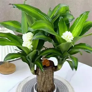 100 Brazilian fortune trees, which attract wealth and are easy to grow indoors lucky