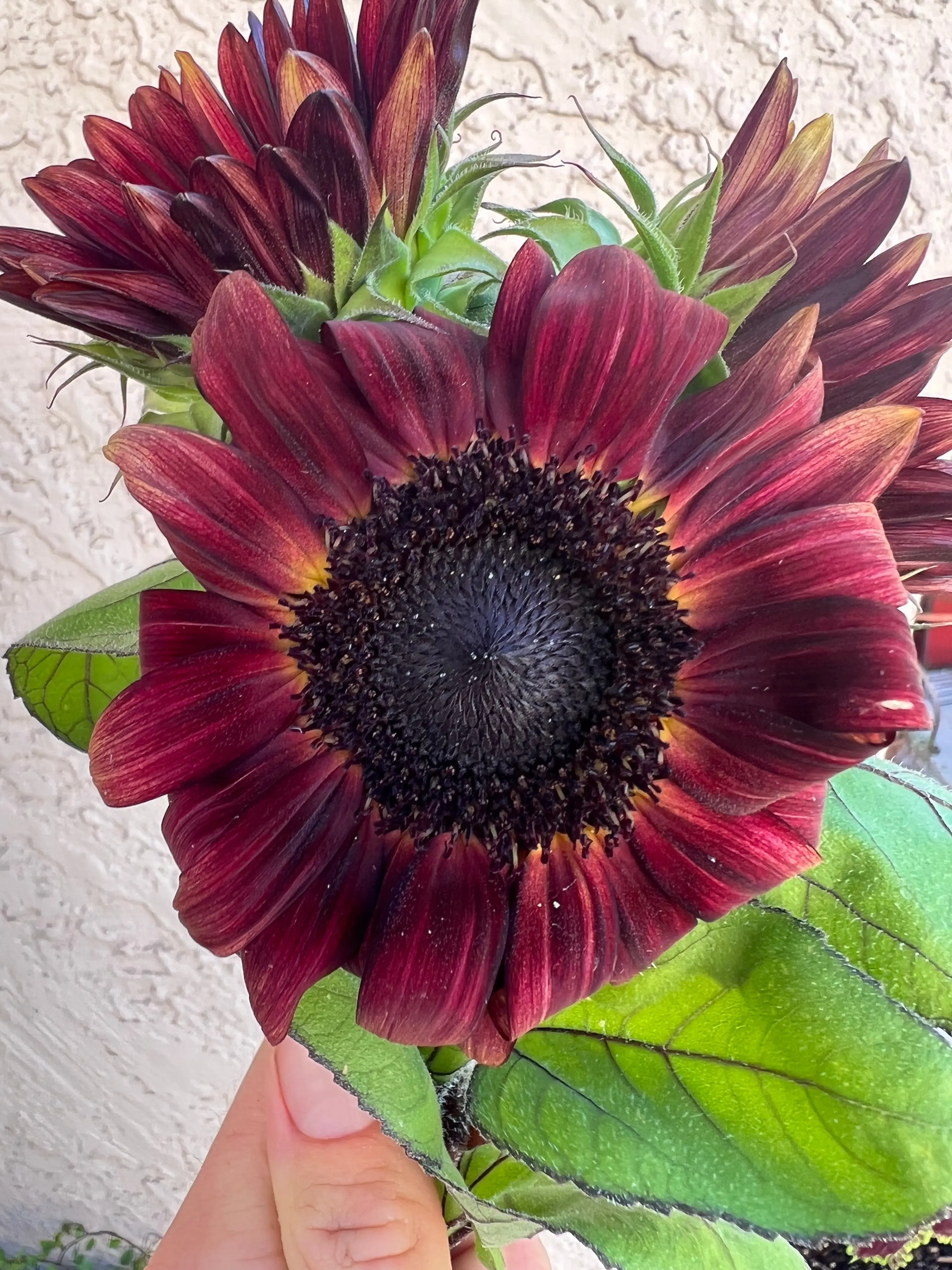 Sunflower ProCut Red seeds