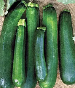 100 seeds Burpee Black Beauty Zucchini Summer Squash Seeds