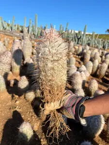 Old Man of the Mountain Cactus - Oreocereus Trollii