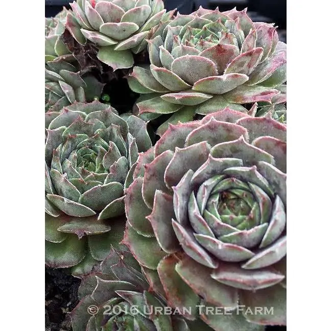 Thunder Sempervivum Hens & Chicks Succulent - 4" pot
