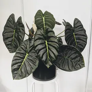 LIVE PLANT 2-3ft tall - Alocasia Golden Bone Elephant Ear Ornaments Tropical Decor Decorative