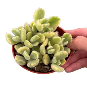 4” variegated bear paw indoor sculpture 4” variegated bear paw indoor sculpture