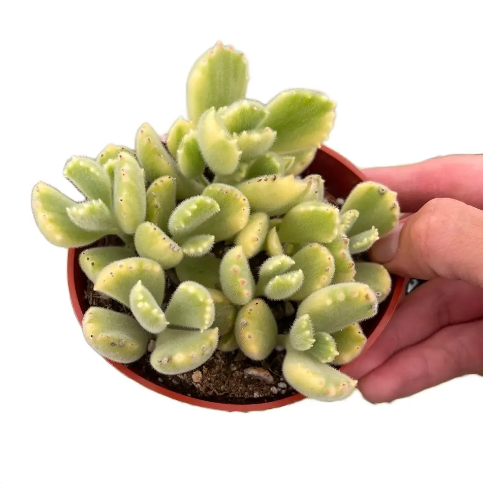 4” variegated bear paw indoor sculpture