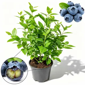 Perennial blueberry seedlings with a steady annual harvest