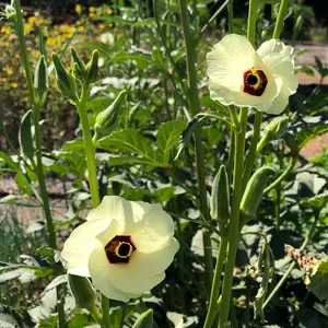 Evertender Okra Seeds for Planting: Green Succulent Fruits, Spineless, Summer Hot Weather Vegetable, Great for Juicing and Water - 40 Seed Packet / Bulk Pack