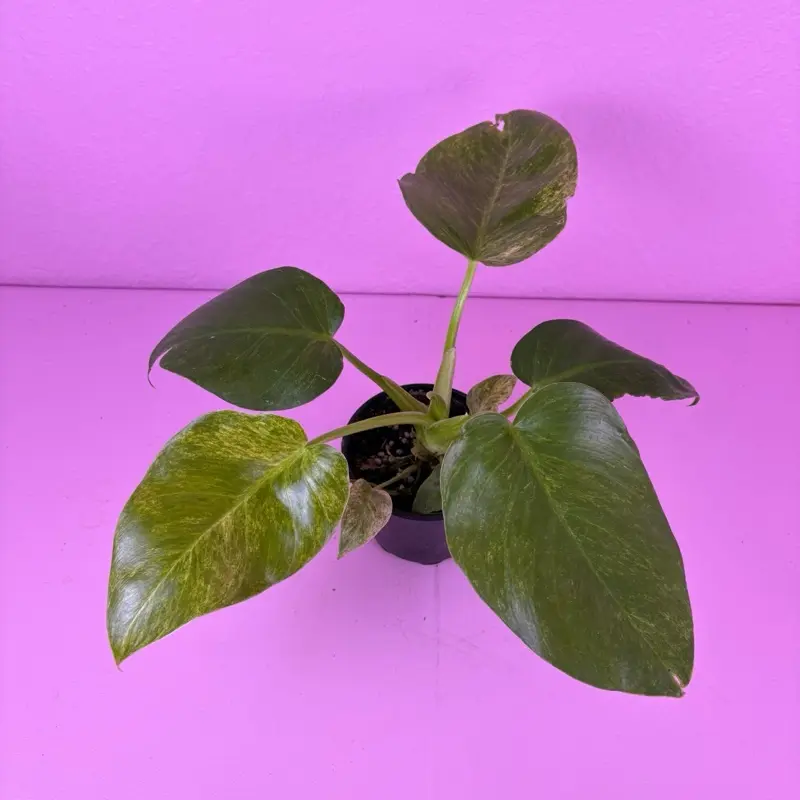 RARE Philodendron Giganteum Blizzard 4" | Variegated Philodendron