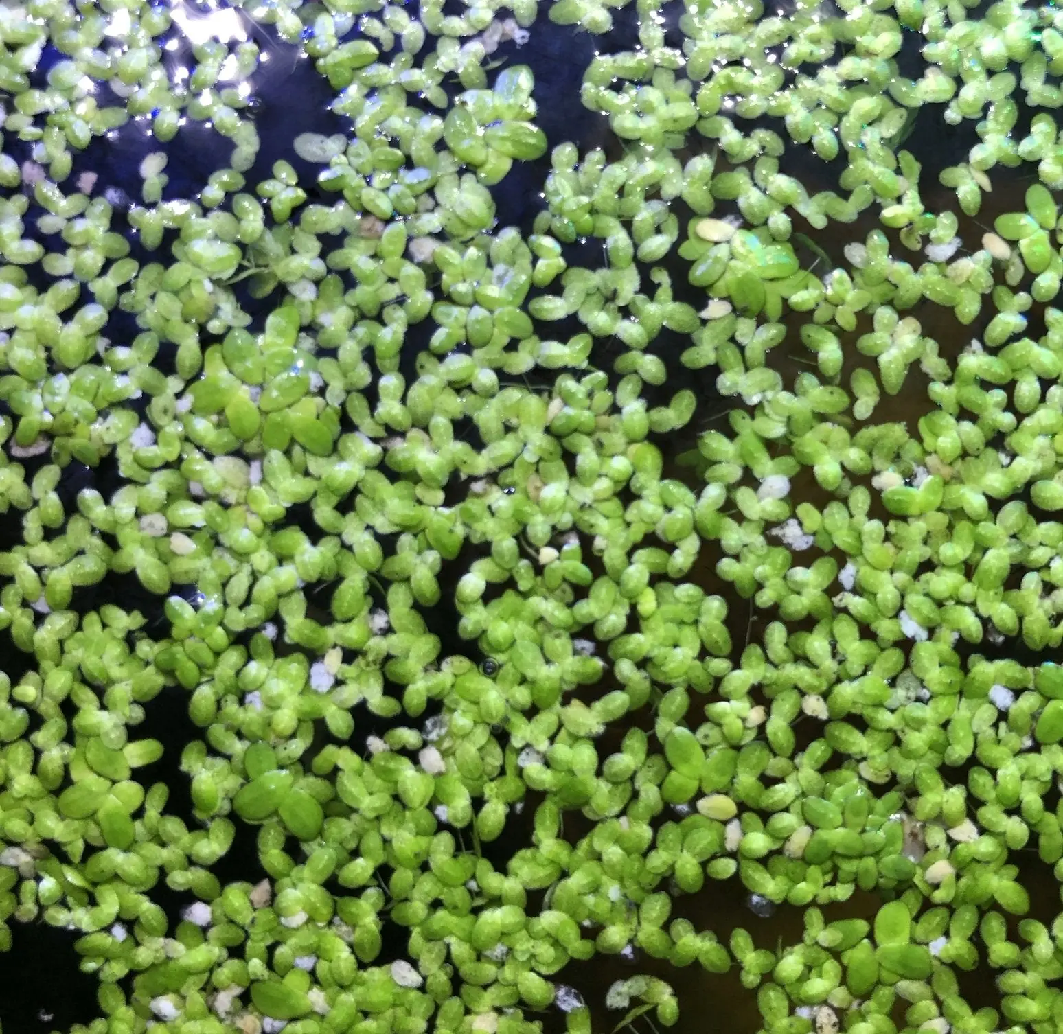 Duck Weed 2OZ Aquarium Floating Plants Duck Weed 2OZ Aquarium Floating Plants