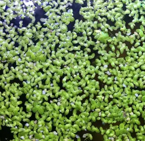 Duck Weed 2OZ Aquarium Floating Plants