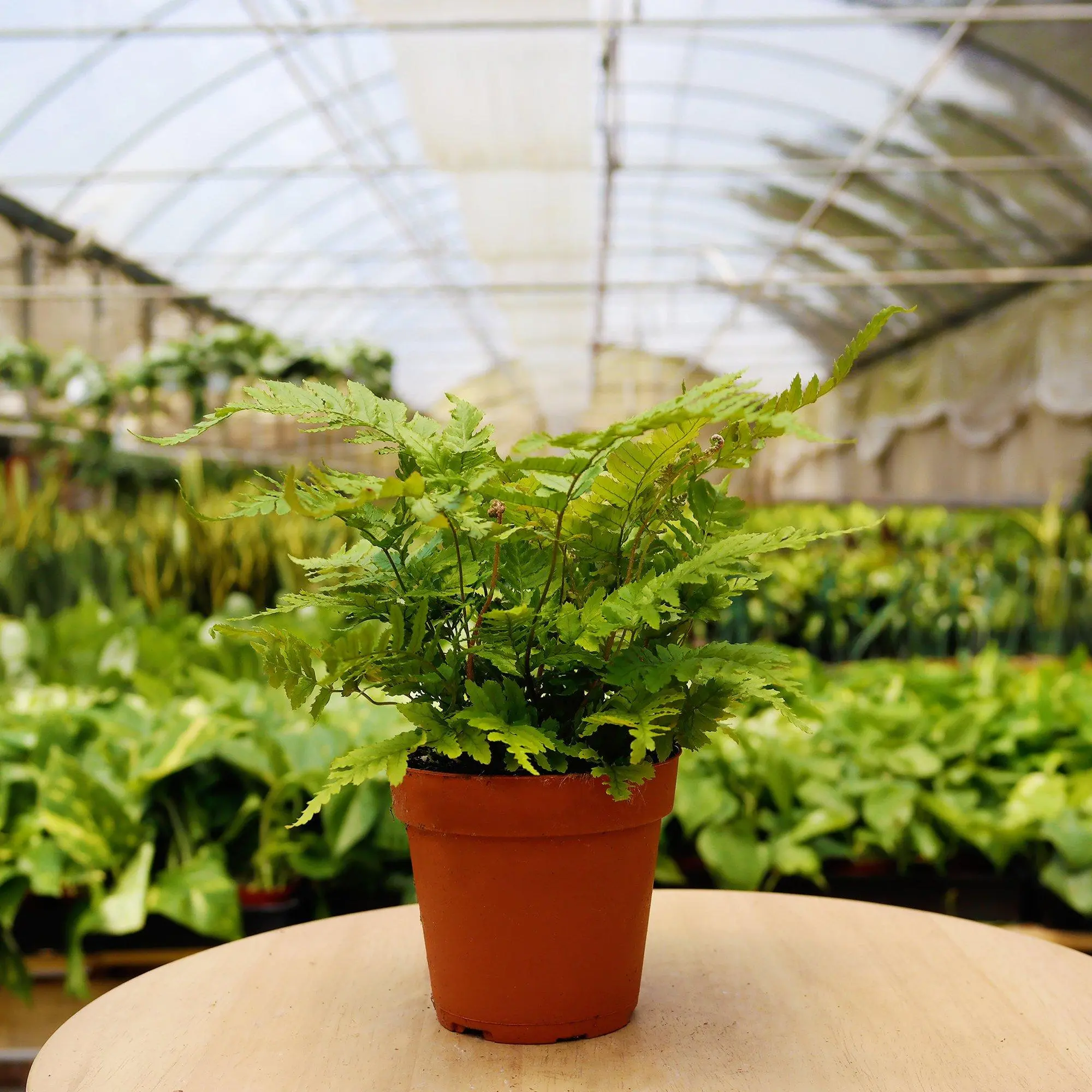 1 Pet Friendly Monthly Subscription Box-4 in Plant