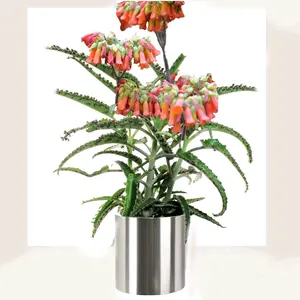 Kalanchoe daigremontiana : mother of thousands (alligator kalanchoe)