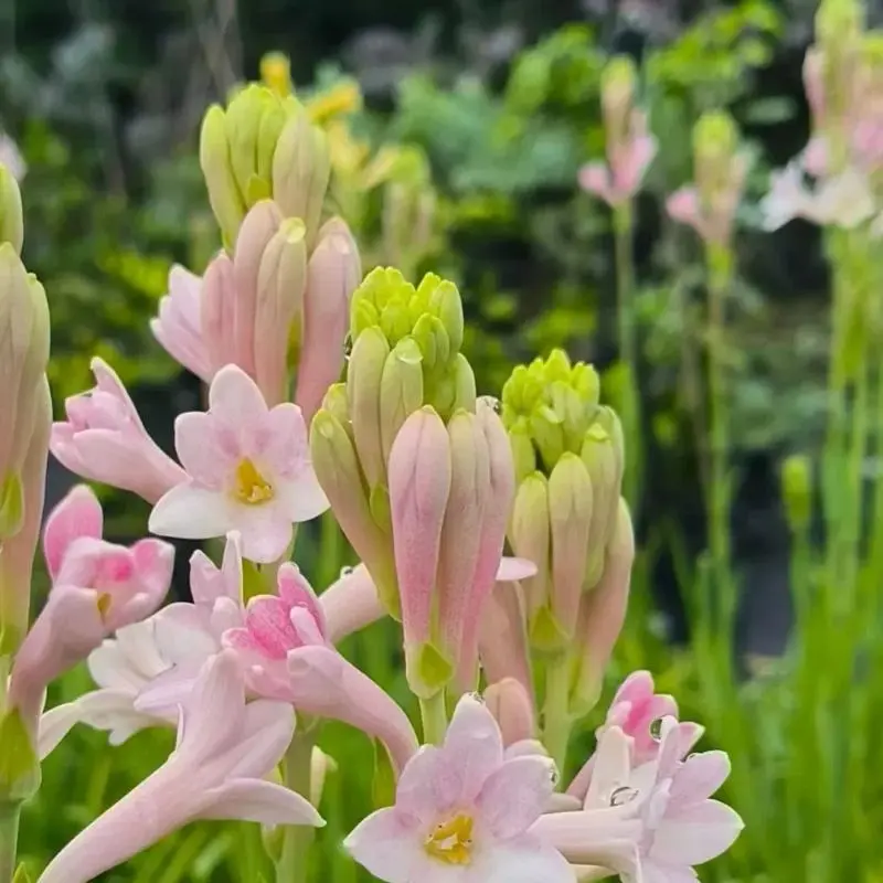 Pink Double Tuberose Bulbs, Strong Fragrant Night Scented Flower, Perennial Garden & Potted Plant, Bulb Shipped