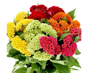 750 Celosia Seed for Planting -Mix Cristata Cockscomb Woolflowers