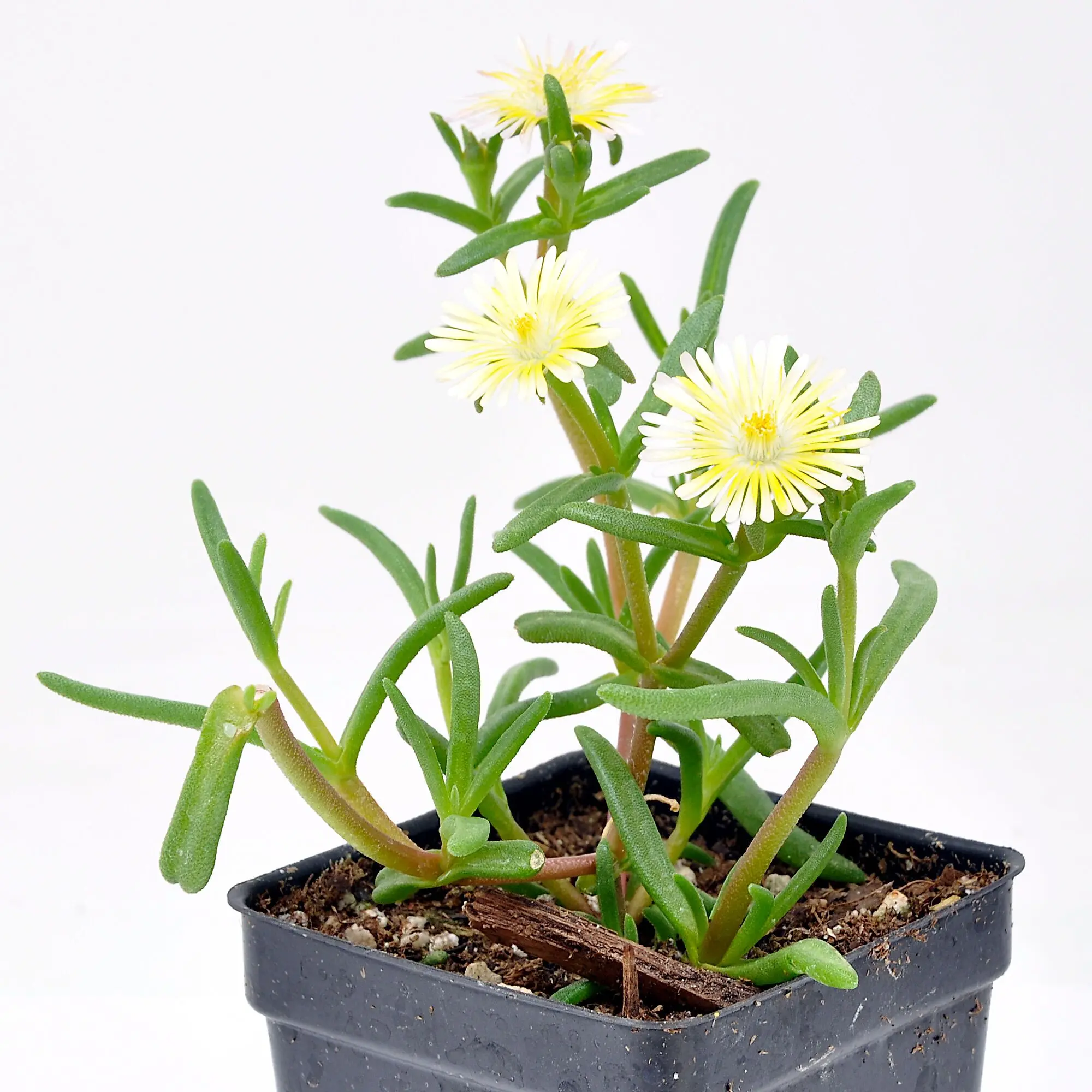 Delospermum cooperi Wheels of Wonder, Limoncello, Iceplant