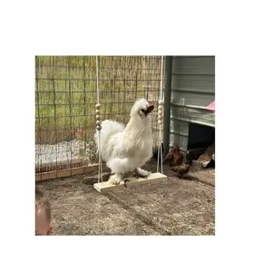 Chicken Swing Toy for Coop with Wooden Accessories HANDMADE IN USA! For Poultry Run Rooster Hens Chicks Pet Parrots Entertainment for Birds