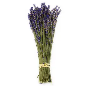 Dried Lavender Bundles Royal Velvet 14-18 Inch Aromatherapy Decor