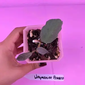 Hoya Waymaniae Borneo 2.5” | Rare Hoya | Collector Plant