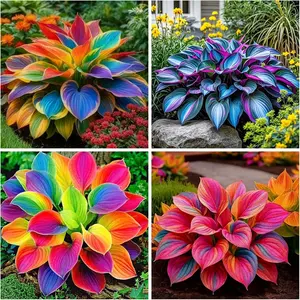 800 Mixed Color Hosta Seeds | Rare Perennial Hosta Variety for Planting, Easy-to-Grow and Low-Maintenance Garden Plants, Decorative Foliage with Unique Heart-Shaped Leaves, Perfect for Shady Gardens, Pots, and Landscaping