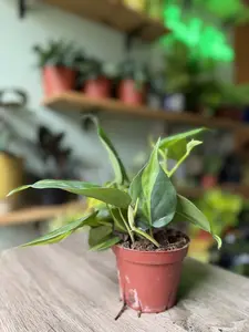 4” Philodendron Brasil (Brazil) | Variegated Trailing Plant | Easy Indoor Houseplant