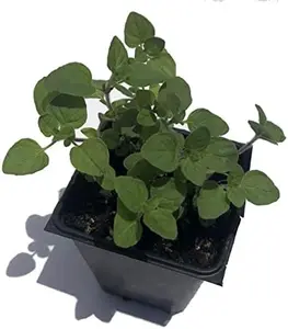 Italian Oregano (Origanum x majoricum) - Culinary Herb - Live Plant in 2.5 inch Pot | Organic