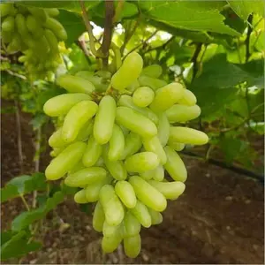 Garden Green Finger Grape Seed 100 Seeds Edible Sweet Juicy Fruit High Yield All Seasons Gardening for Flourishing Growth