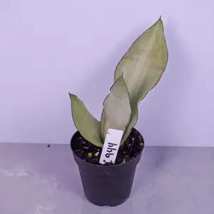 Sansevieria Moonshine Live Plant | Silver Snake Plant | Easy Care