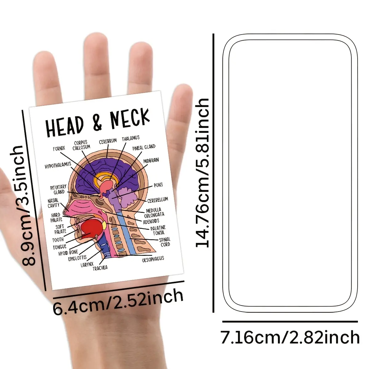 30pcs Human Anatomy Flash Cards • Color Organ And Body System Diagrams • Detailed Organ System And Structure Study Guide for Medical Students, Nurses, Fitness Trainers
