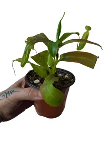 Nepenthes Sanguinea - REHAB: Rare Plant for Home Gardeners
