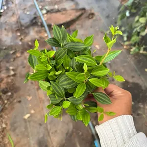 String of Beetle 4 inch POT Peperomia Angulata