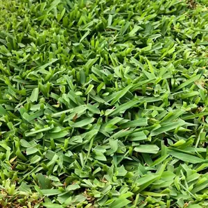 Buffalo Grass Seeds Bouteloua Dactyloides Warm-Season Perennial Grass Low Growing, Dense, Fine-Textured Turf Low Maintenance Drought Tolerant 1 Oz(15000Pcs) Grass Seeds