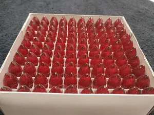 (100) 16V 3W C6 Red Candle Arch Bridge Bulbs German Christmas Light Replacement