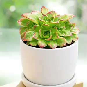 Sempervivum heuffelii 'Beatrice'