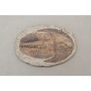 Trilobite Specimen, Estimated 365 Million Years old, from Morocco, 1944gr, 30x20cm