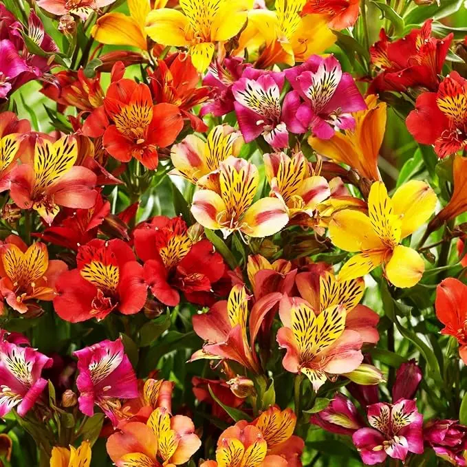 Mixed Alstroemeria Seeds, 30+ Flower Seeds for Outdoor Planting, Perennial Garden Border Container Lily Flowers