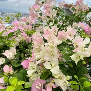 （QC#ZR) Bougainvillea Plant Seedling, Easy-to-Grow Outdoor or Indoor Ornamental Plant, Adds Colorful Flowers to Gardens, Patios, or Containers