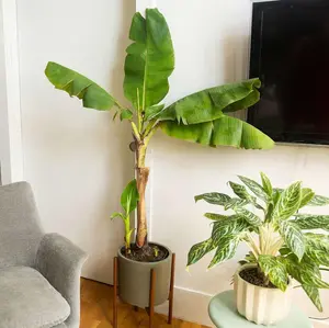 100 Banana Tree Plantain Tree Seeds Fresh Fruit Seeds Non-GMO Heirloom Organic Seeds Easy to Grow Indoor Outdoor Pot Containers Garden All Seasons