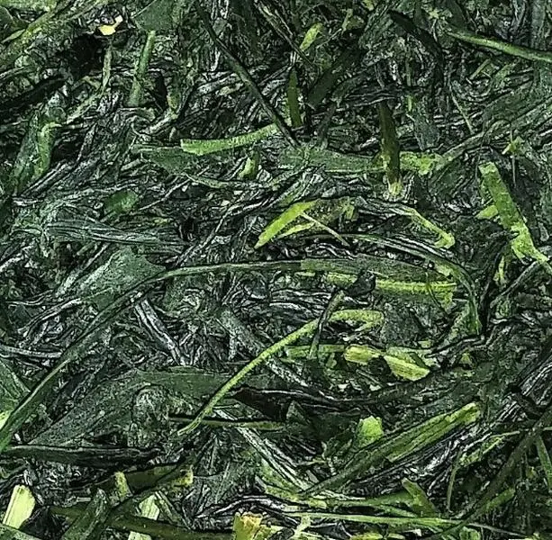 High Umami Concentration Gyokuro Japanese Green Tea Drink