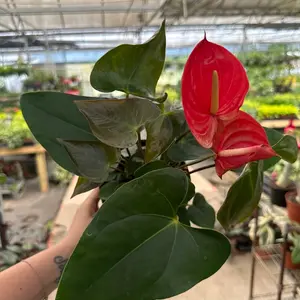 8” Anthurium, live plant, indoor plant, houseplant