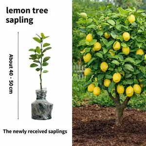 Live Lemon Tree Sapling, 40-50cm Potted Citrus Plant for Indoors &Outdoors, Fast-Growing Evergreen Tree with Fragrant Blooms, Produces Juicy Lemons for Cooking & Drinks, Ideal for Home Gardens, Patios & Balconies, Easy-to-Grow Beginner Friendly Fruit Tree