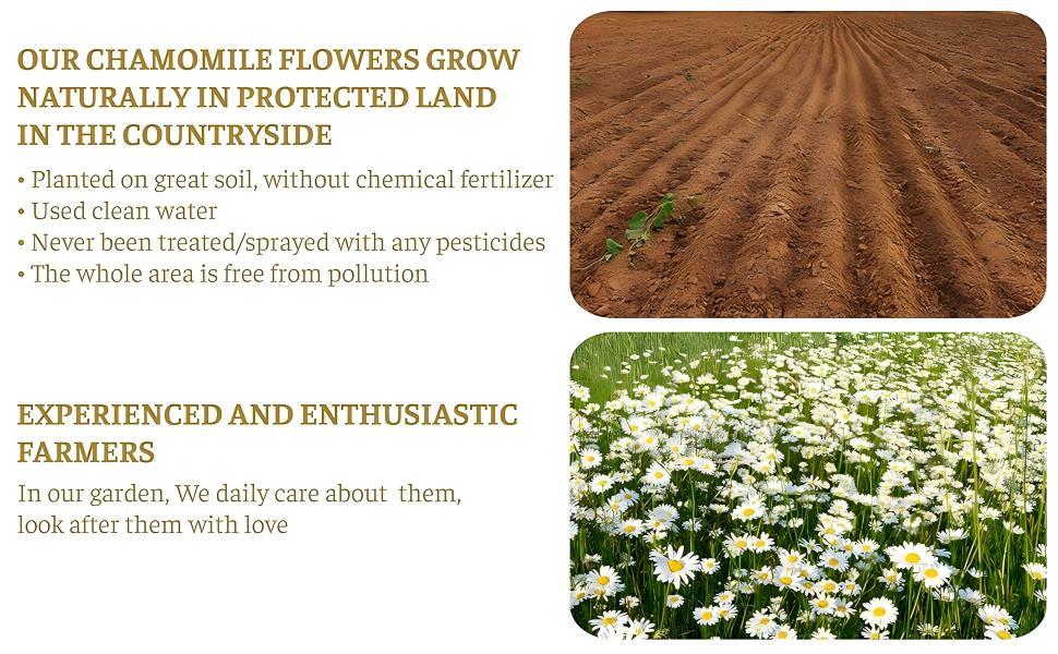 HoLeaf Chamomile Tea, 50 Individually Wrapped Tea Bags, 100% Pure Natural Herbal Tea, Caffeine Free, Compostable Eco-Friendly Bags, No Additives Preservatives, Smooth Mild Flavor, Bedtime Calming Wellness Tea HoLeaf Chamomile Tea, 50 Individually Wrapped Tea Bags, 100% Pure Natural Herbal Tea, Caffeine Free, Compostable Eco-Friendly Bags, No Additives Preservatives, Smooth Mild Flavor, Bedtime Calming Wellness Tea