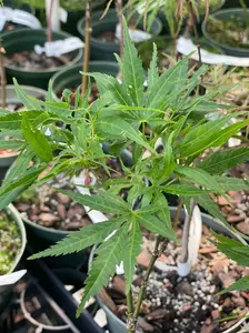 Acer palmatum 'Frilly Willy' Dwarf Japanese Maple