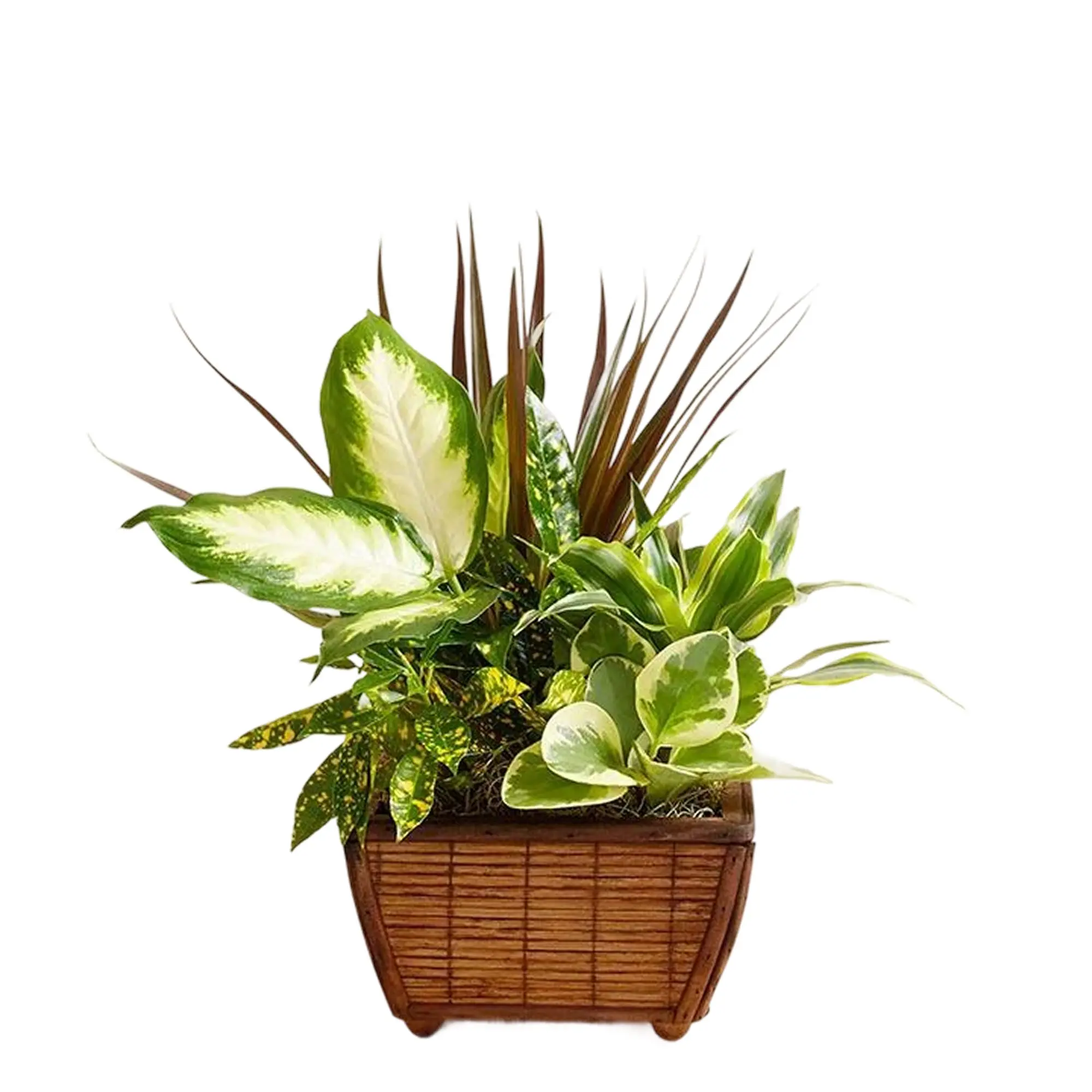 1800 Flowers - Zen Dish Garden Small