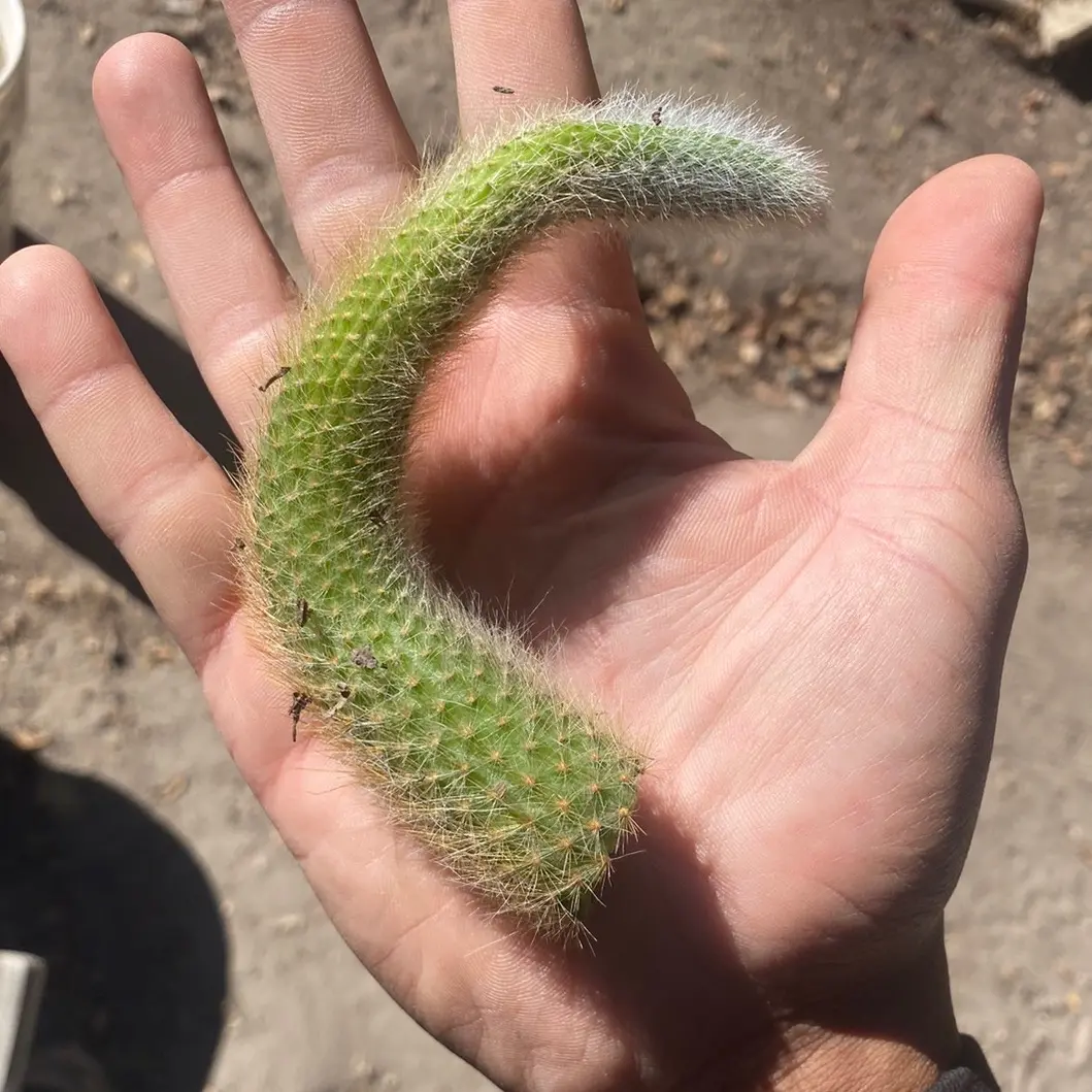 MONKEY TAIL CACTUS MONKEY TAIL CACTUS