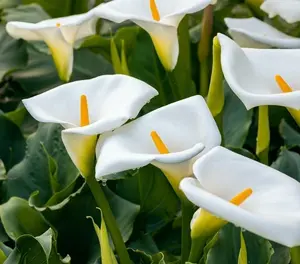White Calla Lily - 3 big bulbs for growing