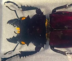 4.3" Real Stag Beetle (Female) in Crystal Clear Lucite Resin Specimen Preserved Insect Bugs Taxidermy Paperweight Crafts Collection