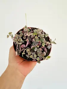 Variegated String of Hearts - Ceropegia Woodii 'Variegated' - 4" Pot