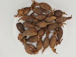 Alligator Pepper | Grains of Paradise | Atare  15 Count