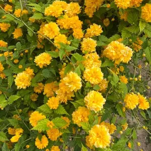 Double Begonia Seeds Non-GMO – Easy-to-Grow Double-Flowered Begonia, Full Layered Blooms, Vibrant Colors, Balcony & Garden Ornamental Plant, Beginner-Friendly