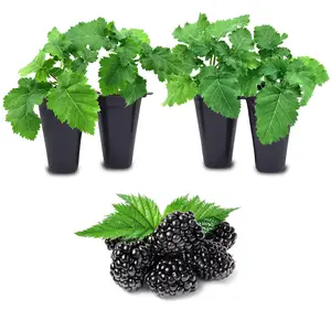 BlackBerry Plants. Set of 4 Starter Live Plants